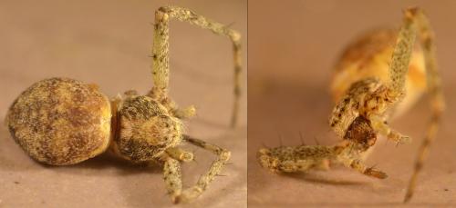 Philodromus sp.